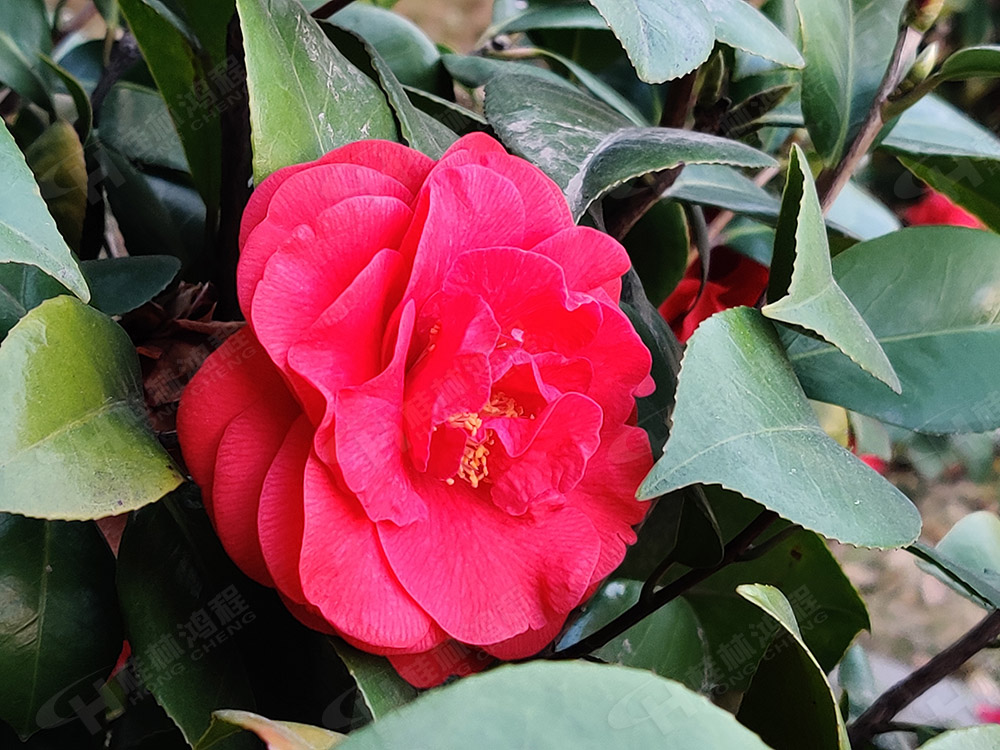 桂林鸿程花团锦簇，满园春色，邀您一起共赏春景，共商大计！